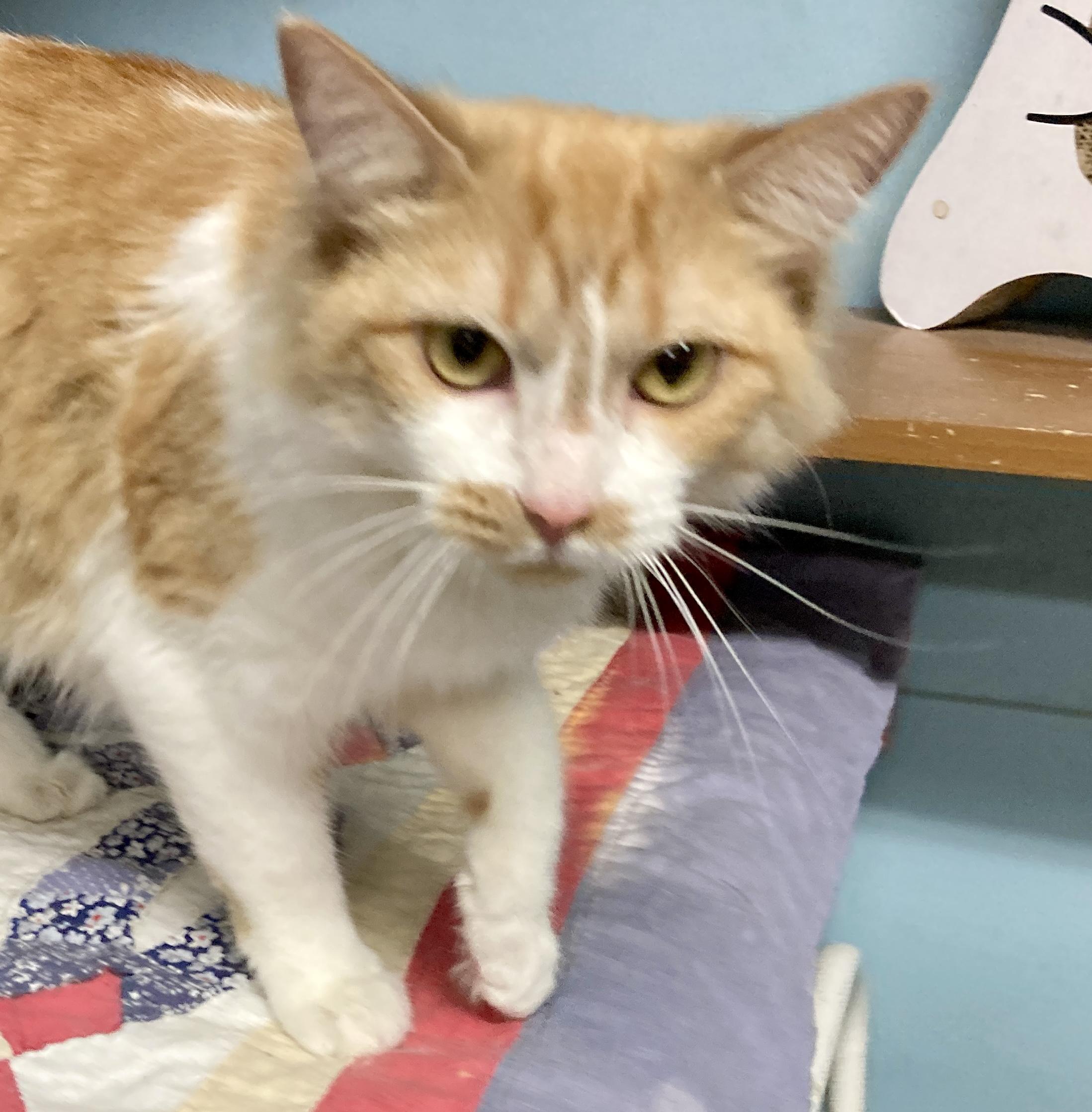 Enlarge Squash, a Adoptable mixed breed in Camp Pendleton, CA image 1/5