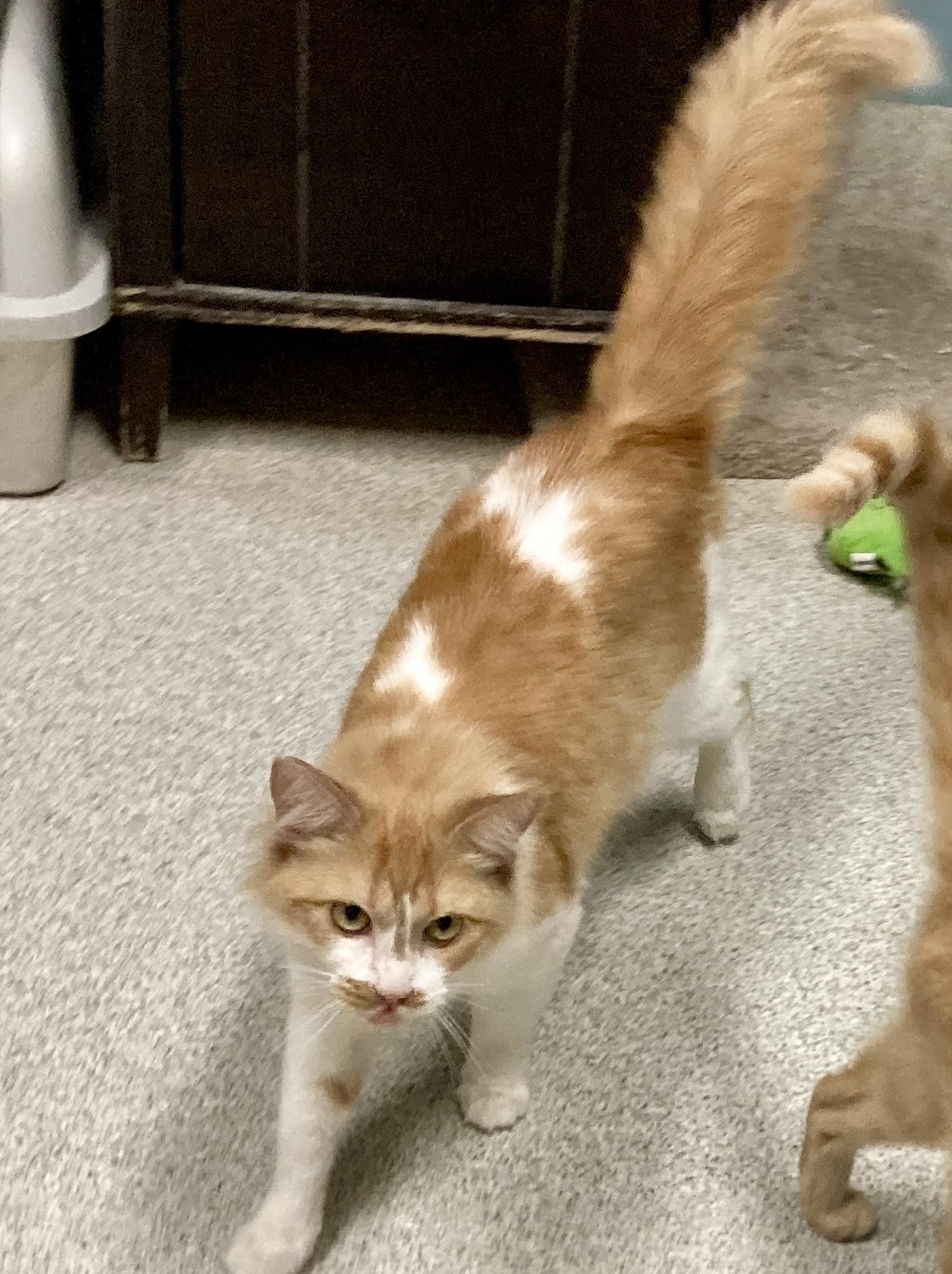 Enlarge Squash, a Adoptable mixed breed in Camp Pendleton, CA image 5/5