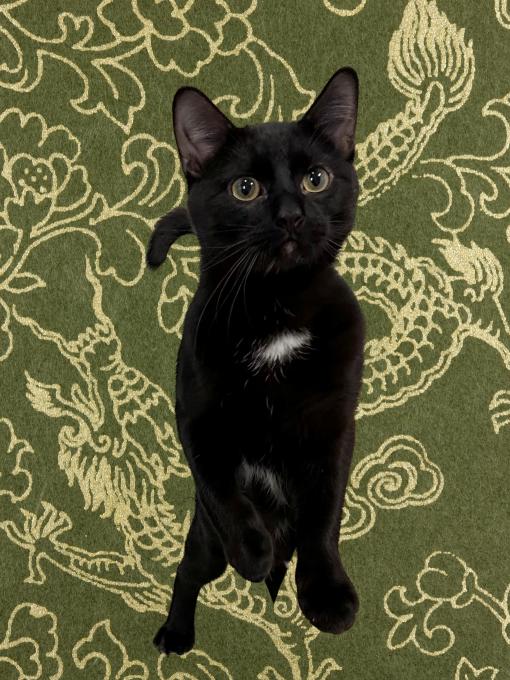 Enlarge Ninja, a Adoptable Domestic Short Hair in Mason City, IA image 2/3