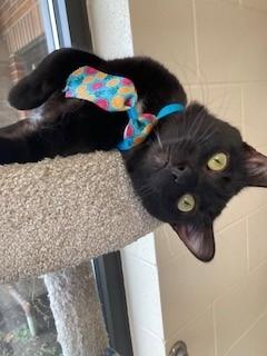 Enlarge Ninja, a Adoptable Domestic Short Hair in Mason City, IA image 1/3