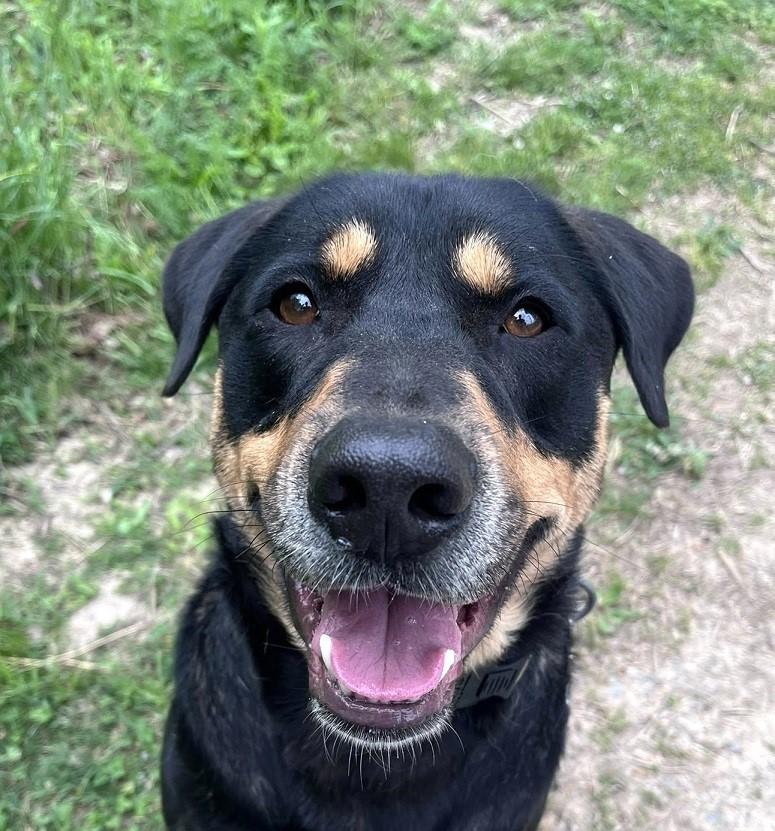 DOBIE, ADOPTABLE, Adult Male Bernese Mountain Dog.