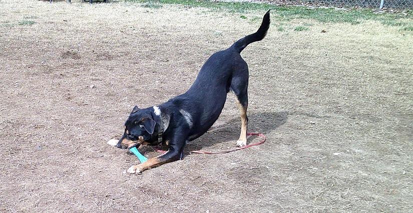 Enlarge DOBIE, a ADOPTABLE mixed breed in Pegram, TN image 6/6