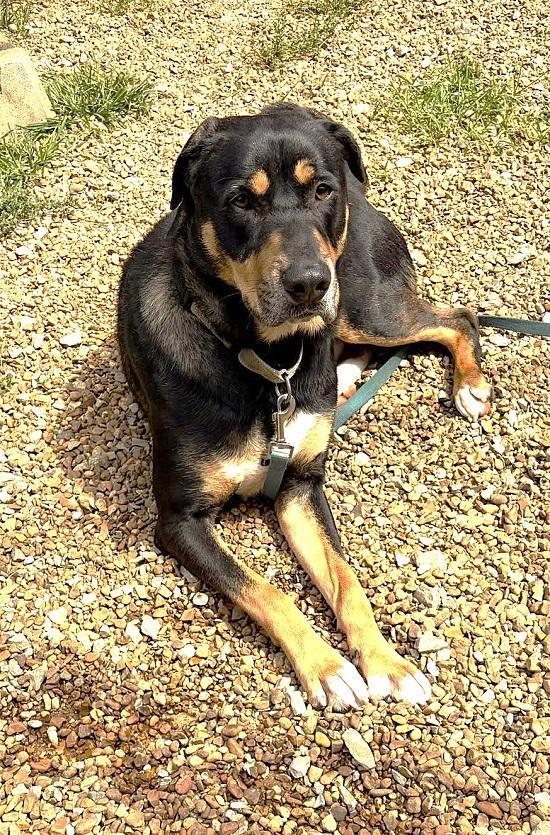 Enlarge DOBIE, a ADOPTABLE mixed breed in Pegram, TN image 6/6