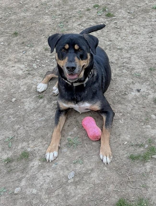 Enlarge DOBIE, a ADOPTABLE mixed breed in Pegram, TN image 1/6