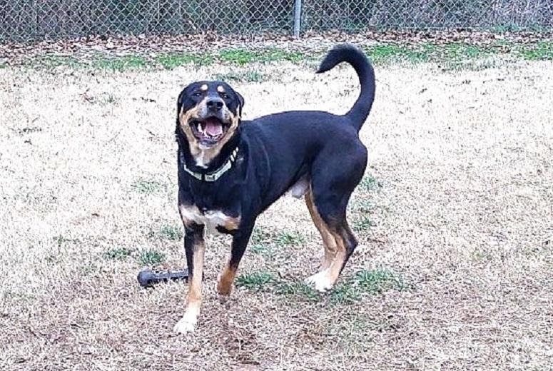 Enlarge DOBIE, a ADOPTABLE mixed breed in Pegram, TN image 4/6