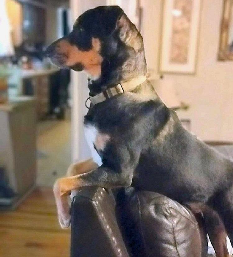 Enlarge DOBIE, a ADOPTABLE mixed breed in Pegram, TN image 6/6