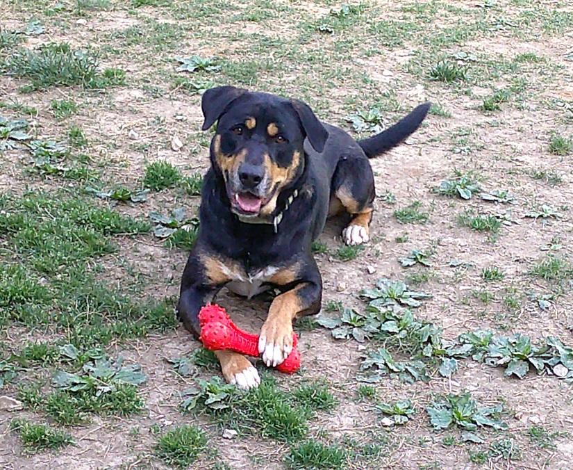 Enlarge DOBIE, a ADOPTABLE mixed breed in Pegram, TN image 2/6