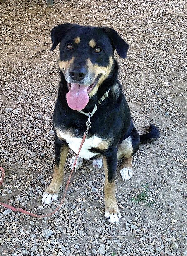 Enlarge DOBIE, a ADOPTABLE mixed breed in Pegram, TN image 1/6