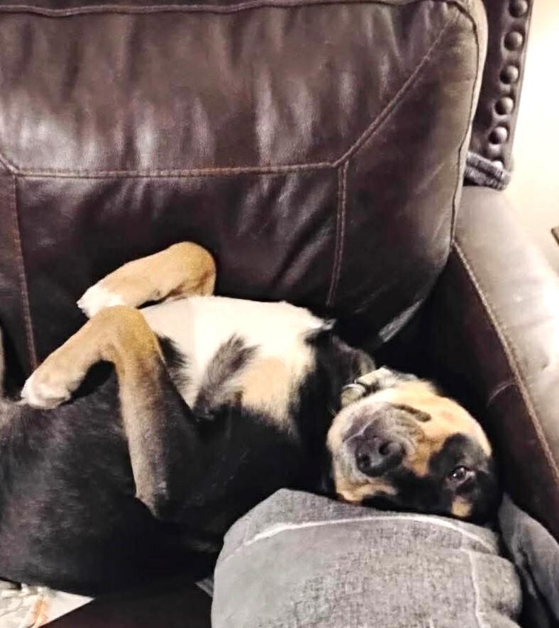 Enlarge DOBIE, a ADOPTABLE mixed breed in Pegram, TN image 2/6