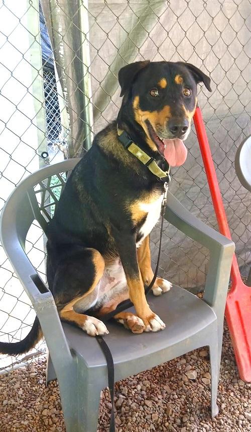 Enlarge DOBIE, a ADOPTABLE mixed breed in Pegram, TN image 5/6