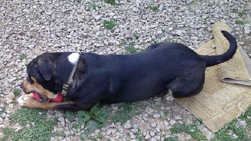 Enlarge DOBIE, a ADOPTABLE mixed breed in Pegram, TN image 5/6