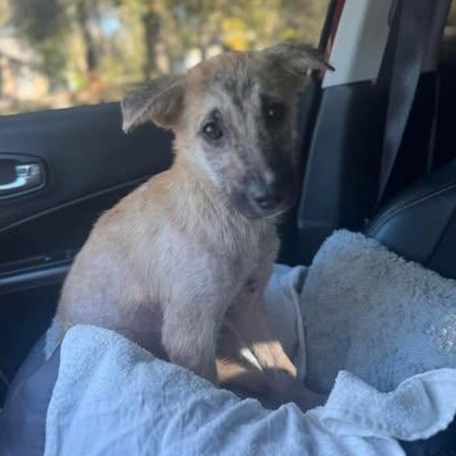 Enlarge Baylee, a ADOPTABLE mixed breed in Crosby, TX image 2/3