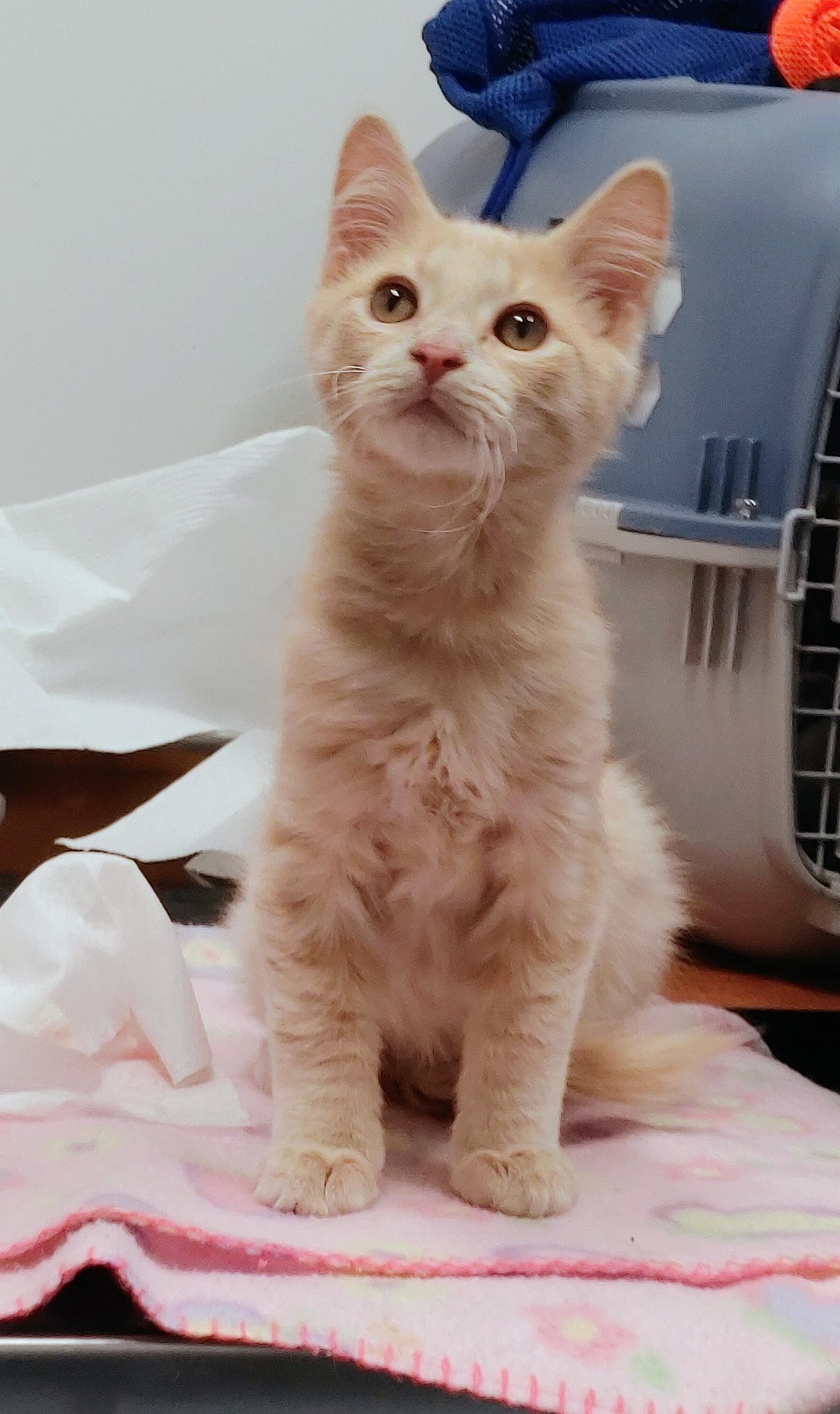 Flame, an adopted Tabby in Waynesboro, VA image 4/6