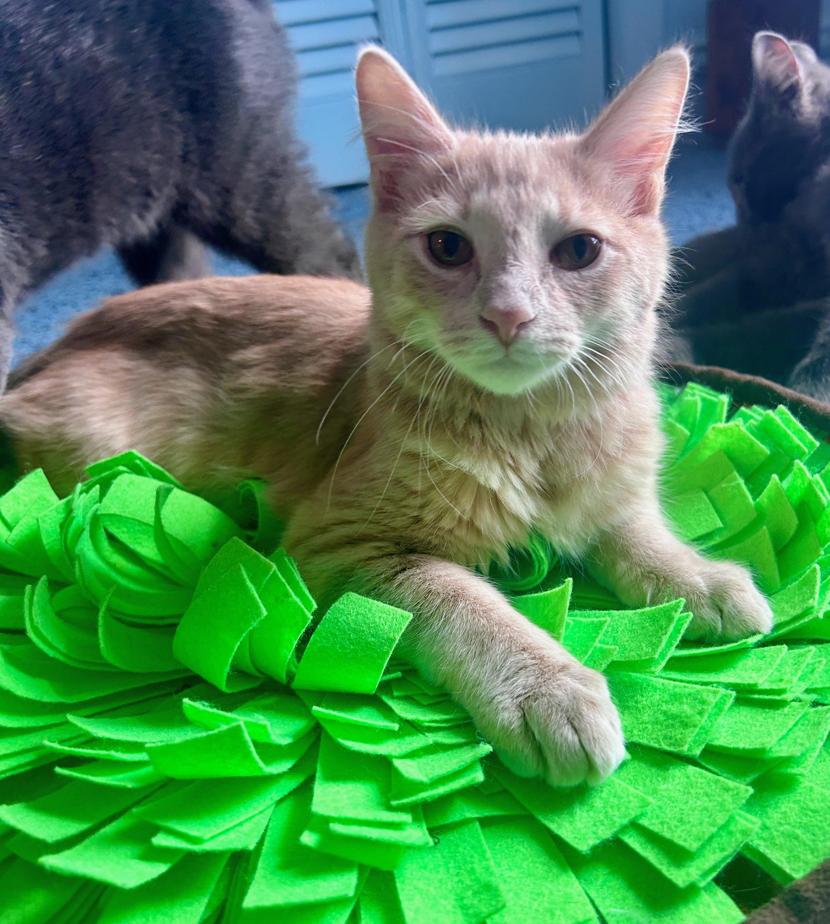 Flame, an adopted Tabby in Waynesboro, VA image 2/6