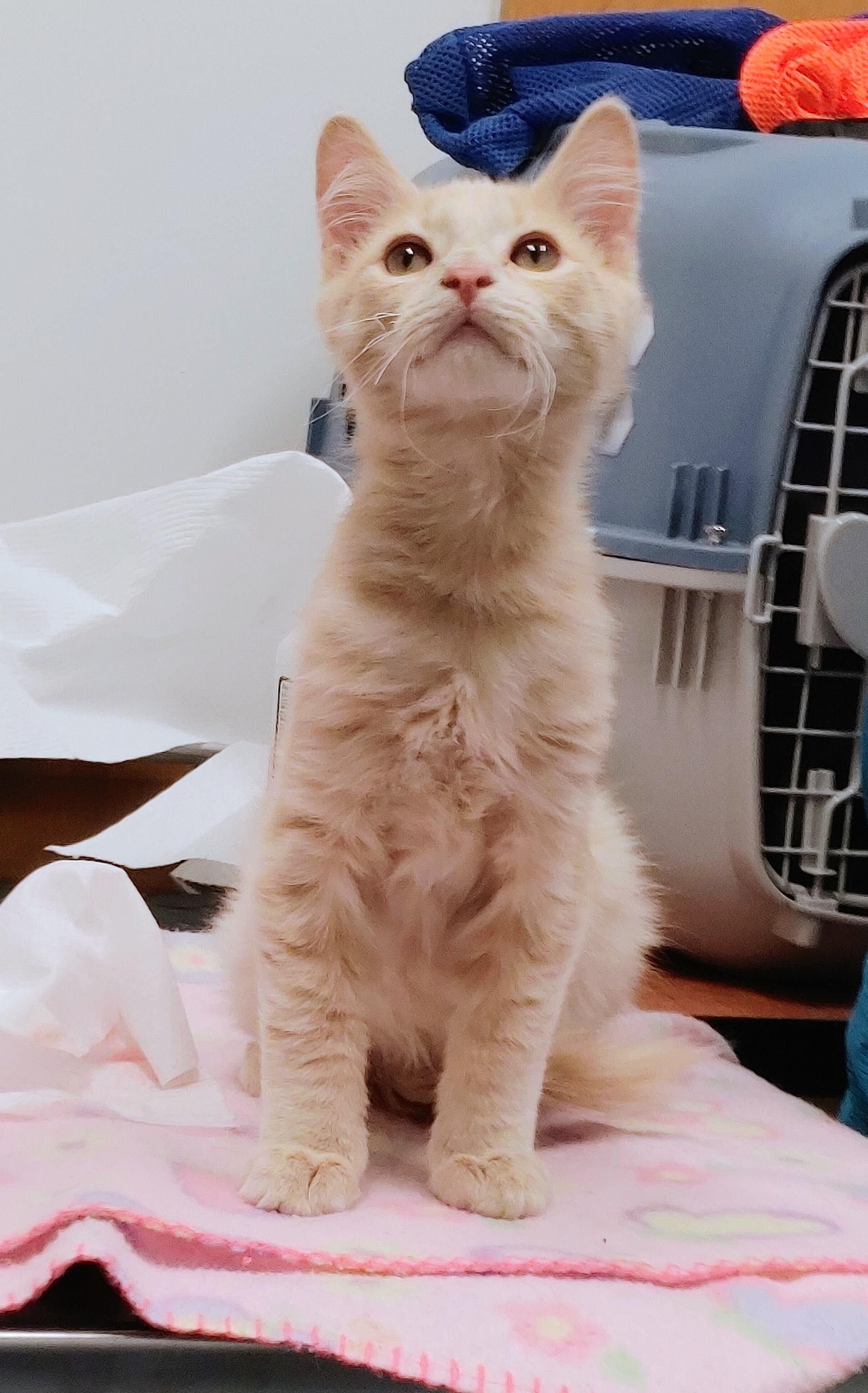 Flame, an adopted Tabby in Waynesboro, VA image 5/6