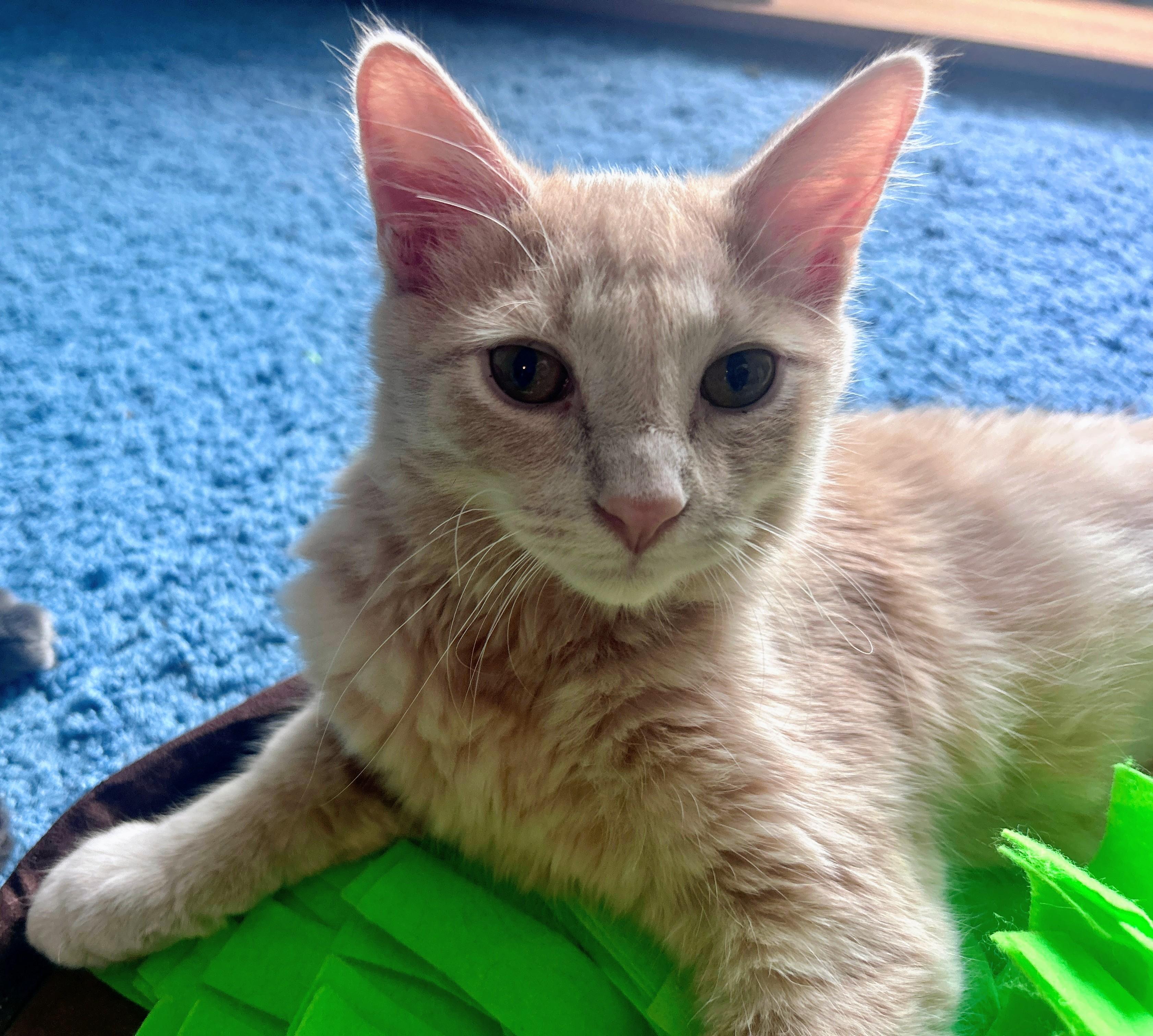 Flame, adopted, Kitten Male Tabby.