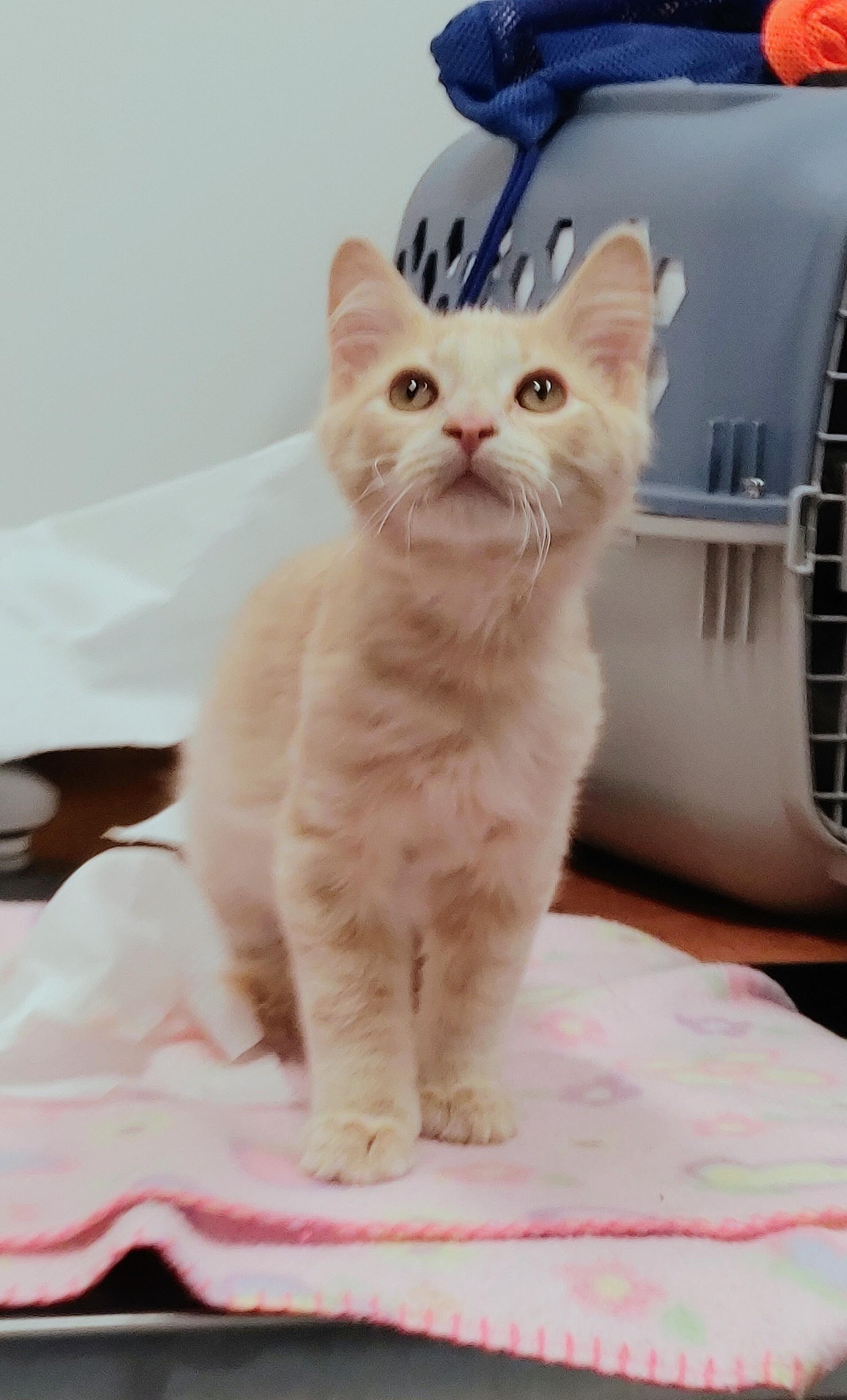 Flame, an adopted Tabby in Waynesboro, VA image 3/6