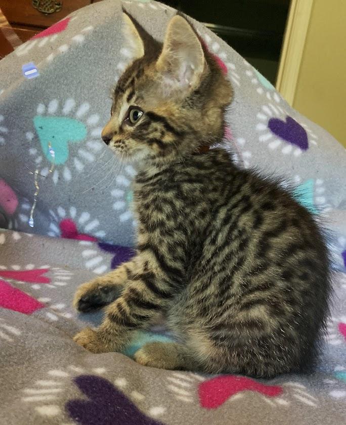 Cheeto