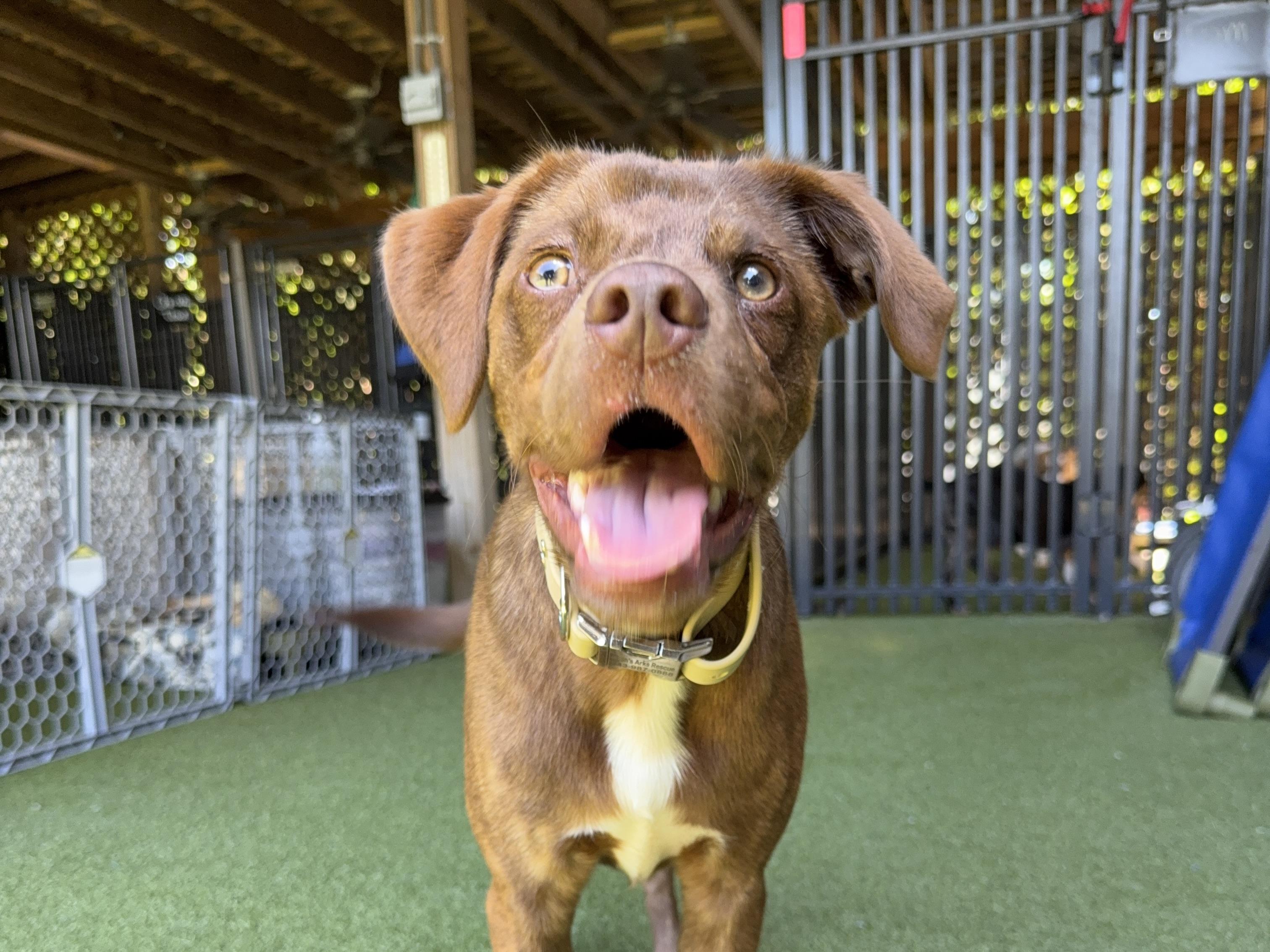ARLO, a ADOPTABLE mixed breed in Ridgeland, SC image 5/6