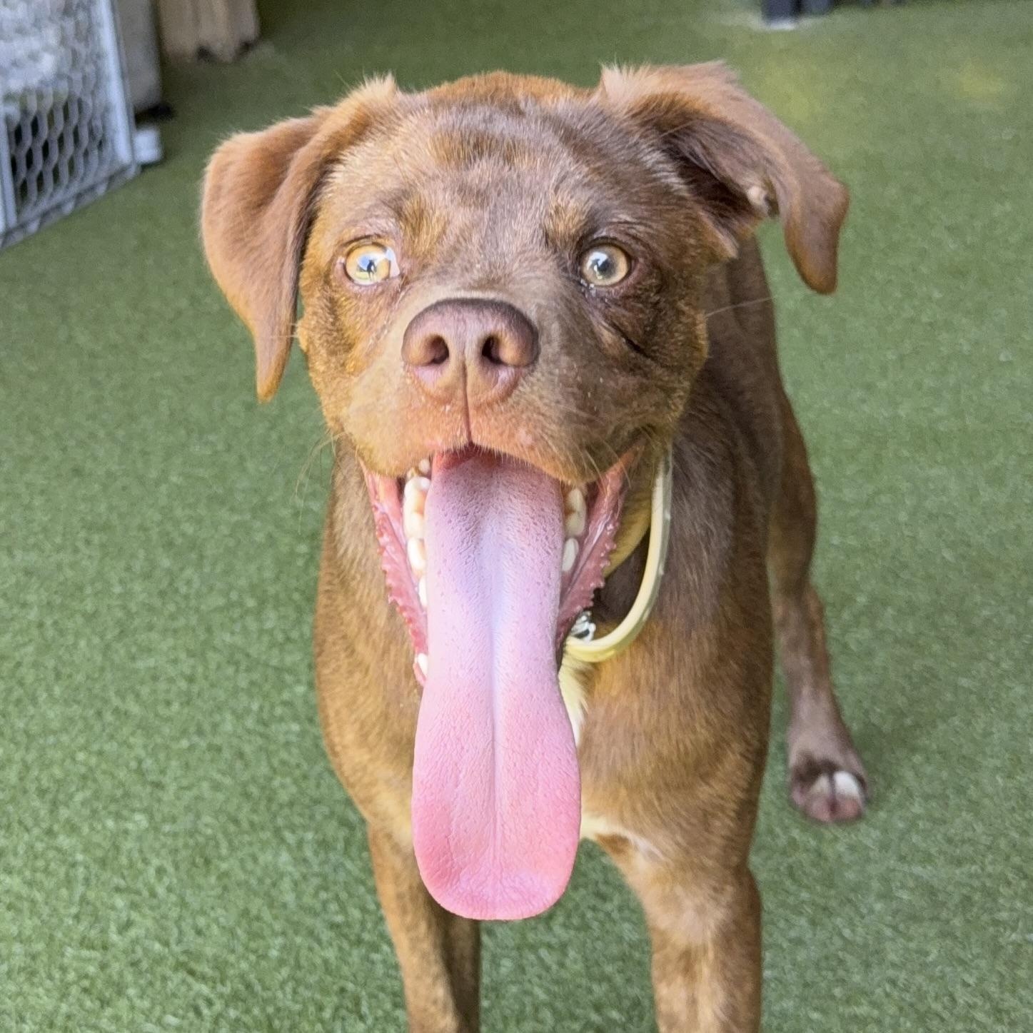 ARLO, a ADOPTABLE mixed breed in Ridgeland, SC image 1/6
