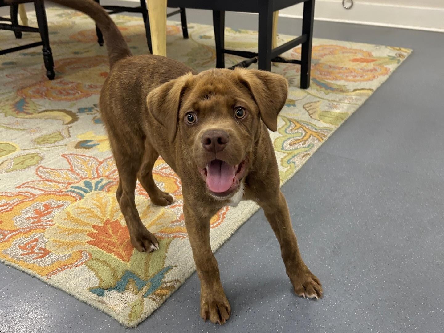 ARLO, a ADOPTABLE mixed breed in Ridgeland, SC image 4/6