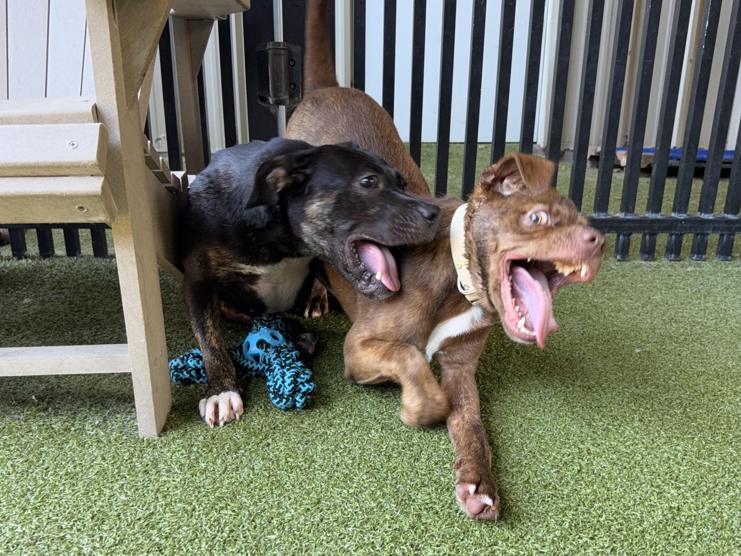 ARLO, a ADOPTABLE mixed breed in Ridgeland, SC image 6/6