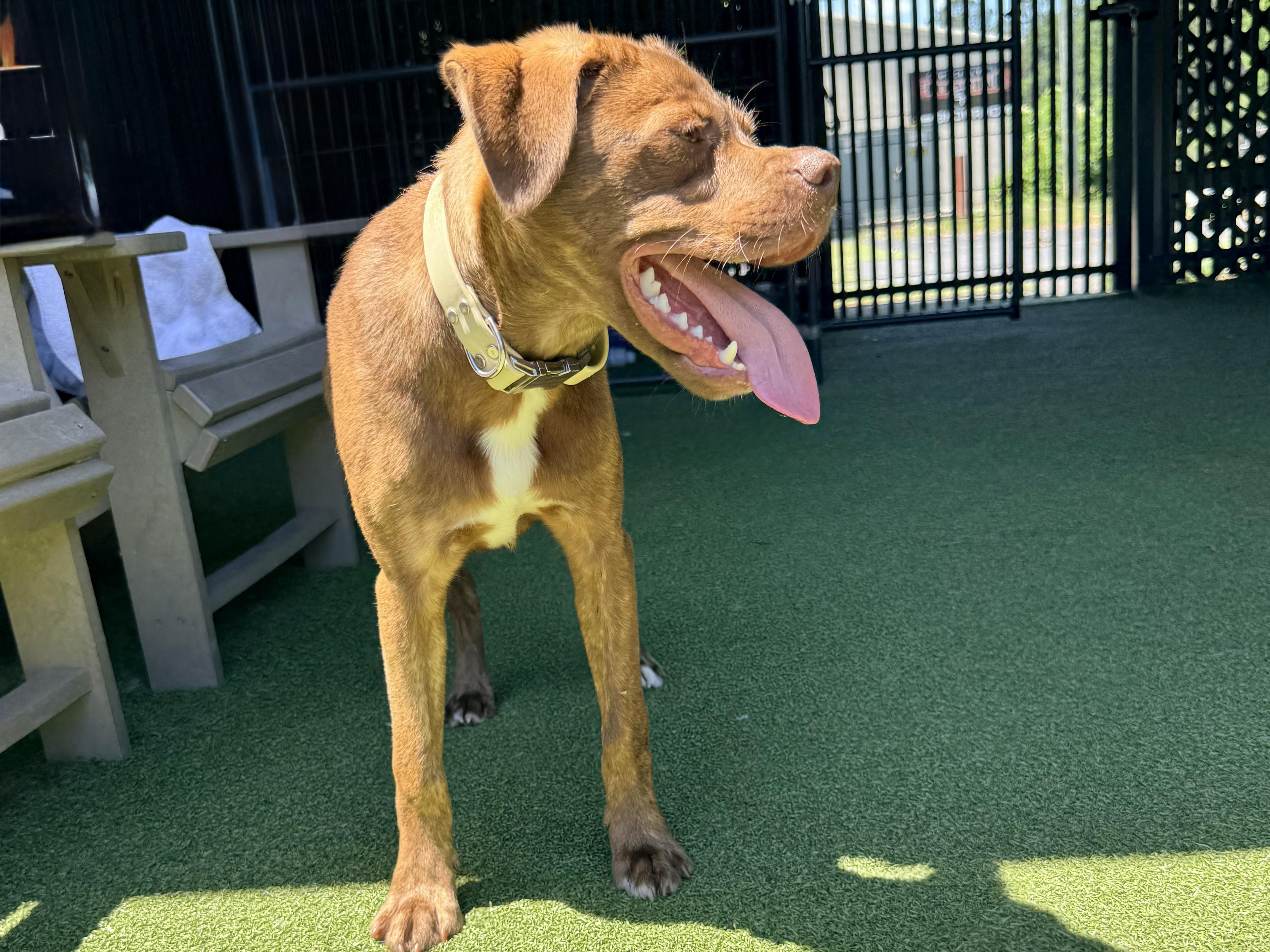 ARLO, a ADOPTABLE mixed breed in Ridgeland, SC image 2/6