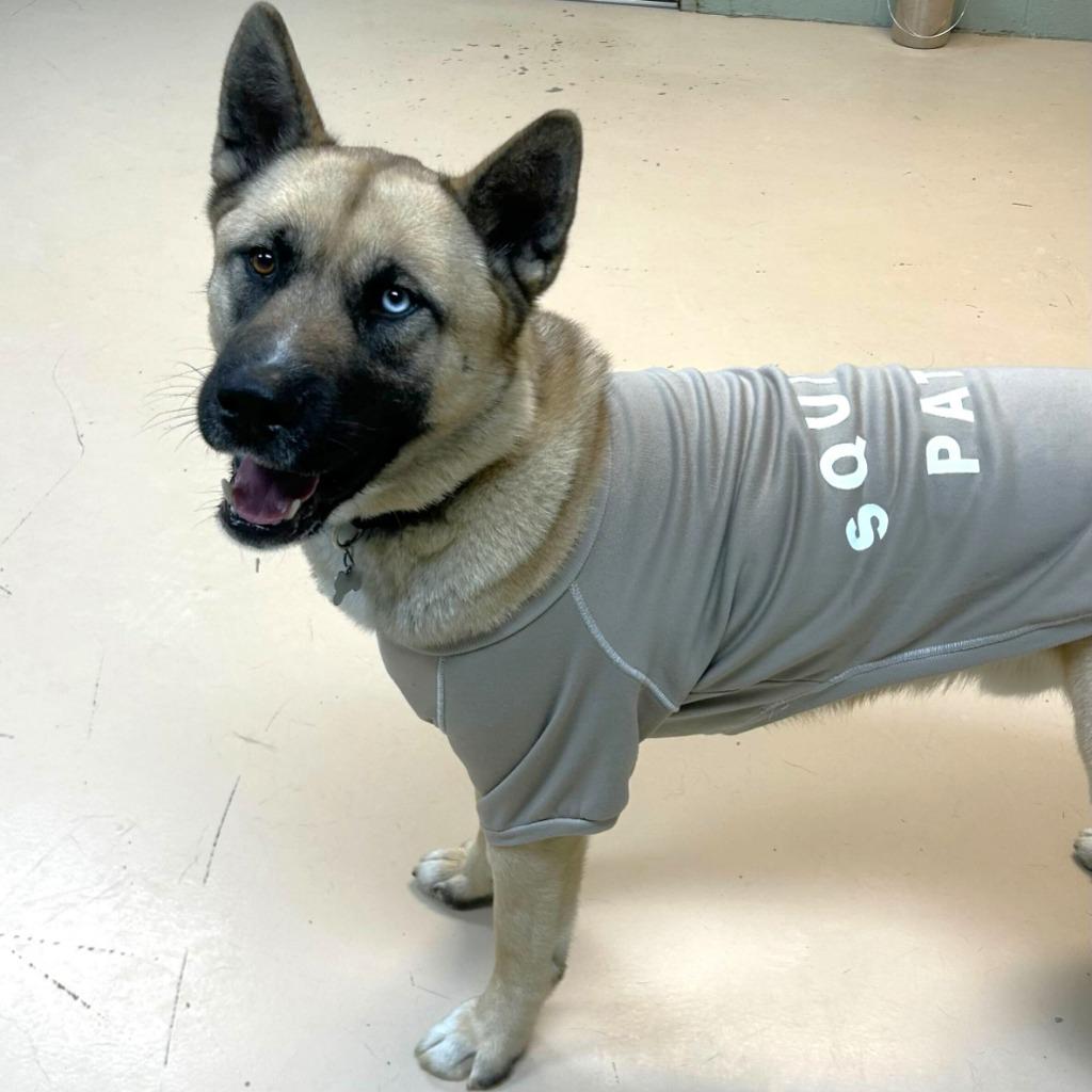 Enlarge Ramen, a Adoptable mixed breed in State College, PA image 2/6