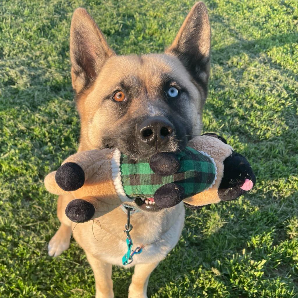 Ramen, Adoptable, Adult Male Akita & Husky.