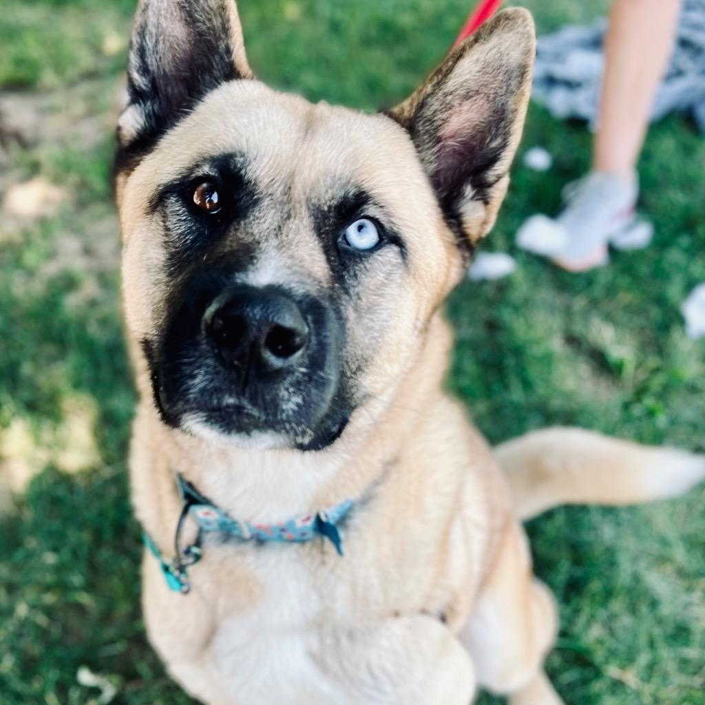 Enlarge Ramen, a Adoptable mixed breed in State College, PA image 2/6