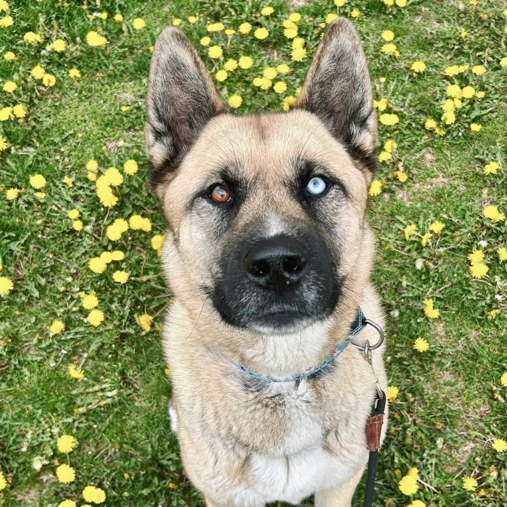 Enlarge Ramen, a Adoptable mixed breed in State College, PA image 2/6