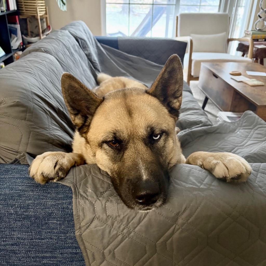 Enlarge Ramen, a Adoptable mixed breed in State College, PA image 3/6
