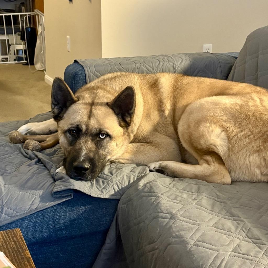 Enlarge Ramen, a Adoptable mixed breed in State College, PA image 4/6