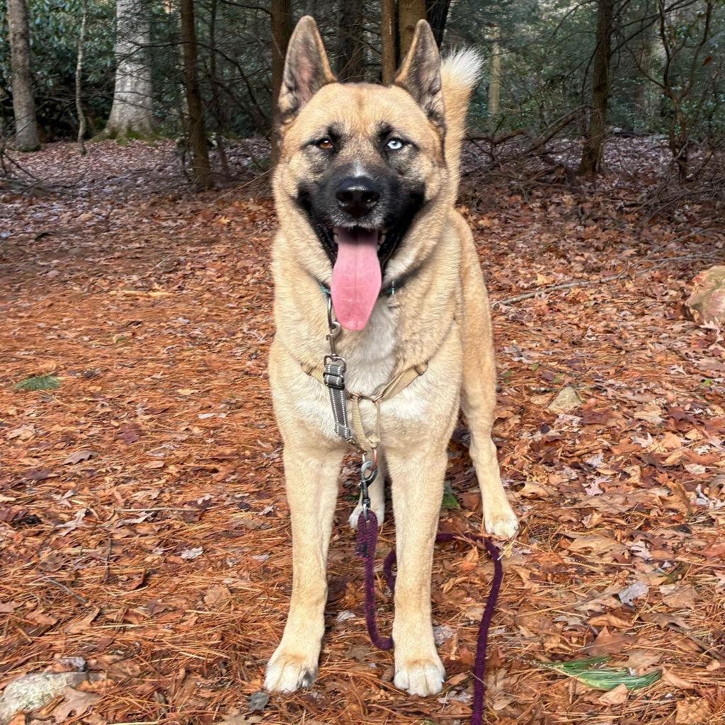 Enlarge Ramen, a Adoptable mixed breed in State College, PA image 4/6