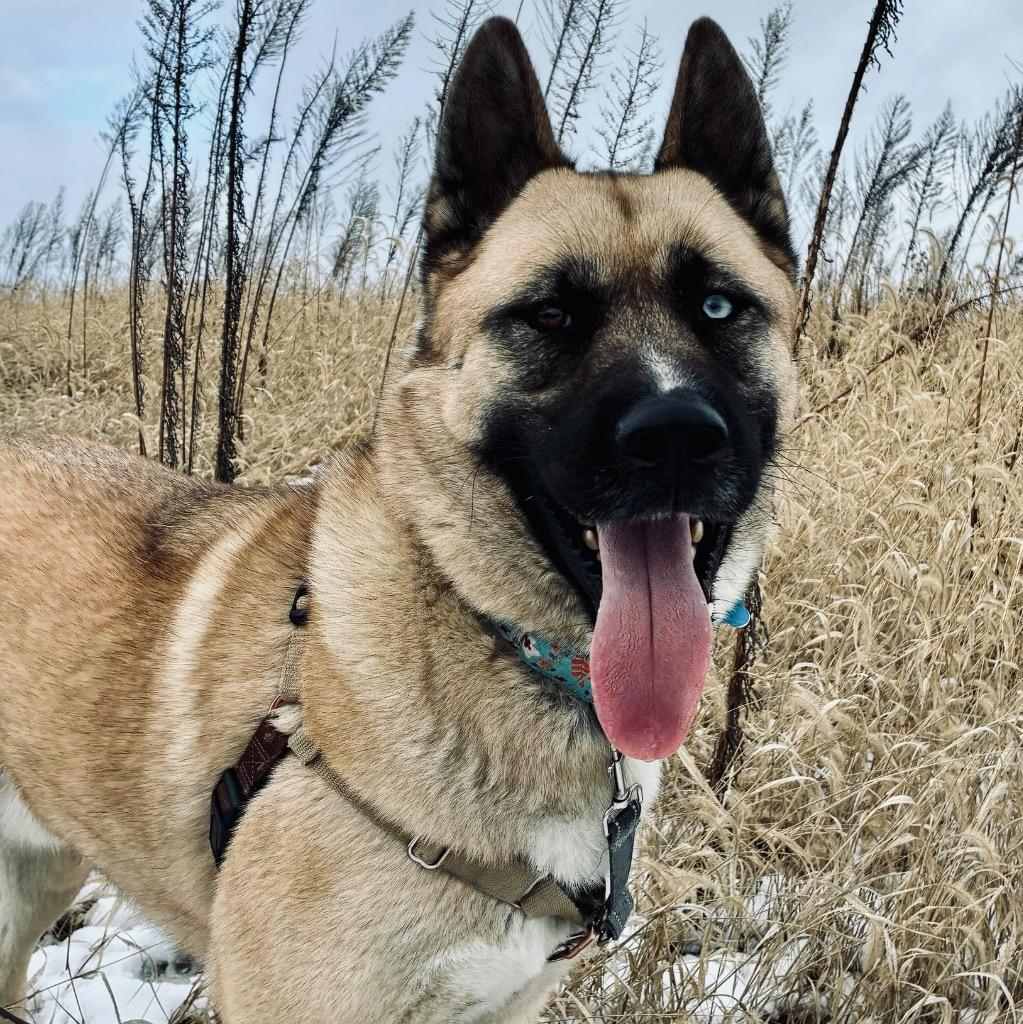 Enlarge Ramen, a Adoptable mixed breed in State College, PA image 5/6