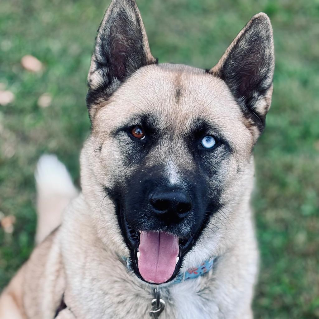 Enlarge Ramen, a Adoptable mixed breed in State College, PA image 6/6