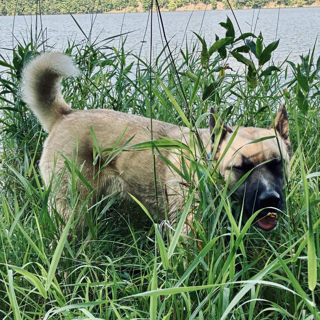 Enlarge Ramen, a Adoptable mixed breed in State College, PA image 6/6