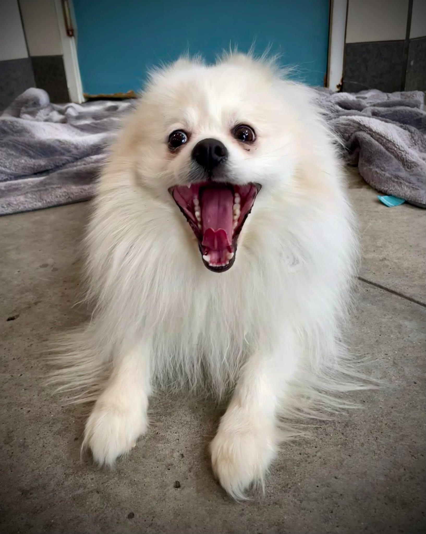 Enlarge Hash Brown, an adopted Pomeranian in Phoenix, AZ image 2/6