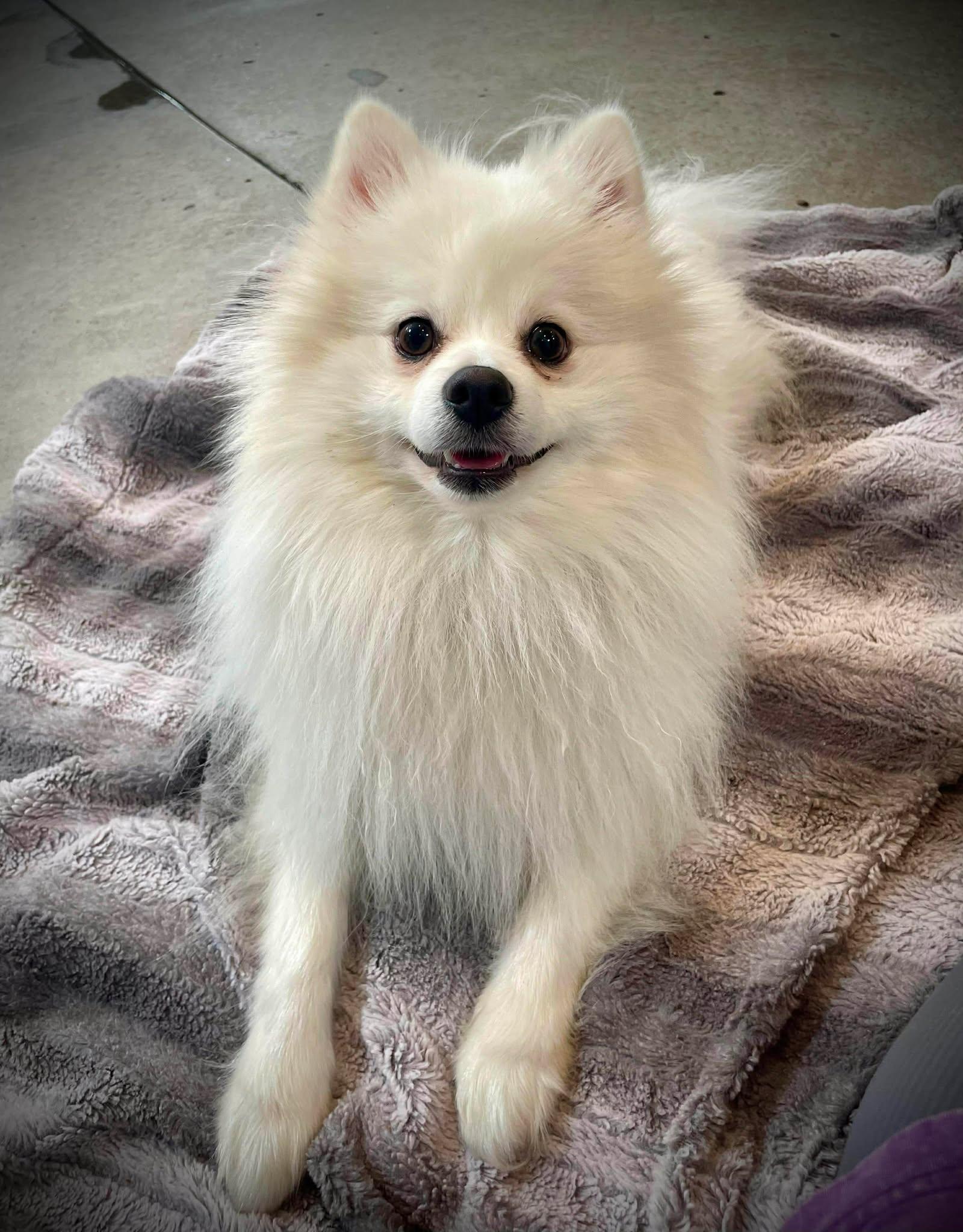 Enlarge Hash Brown, an adopted Pomeranian in Phoenix, AZ image 3/6