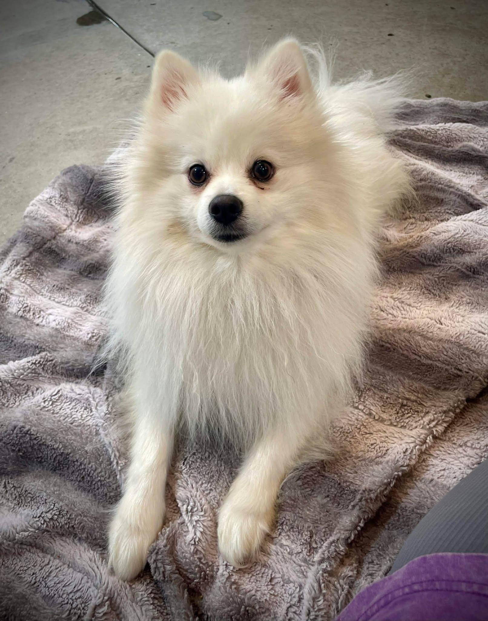 Enlarge Hash Brown, an adopted Pomeranian in Phoenix, AZ image 1/6