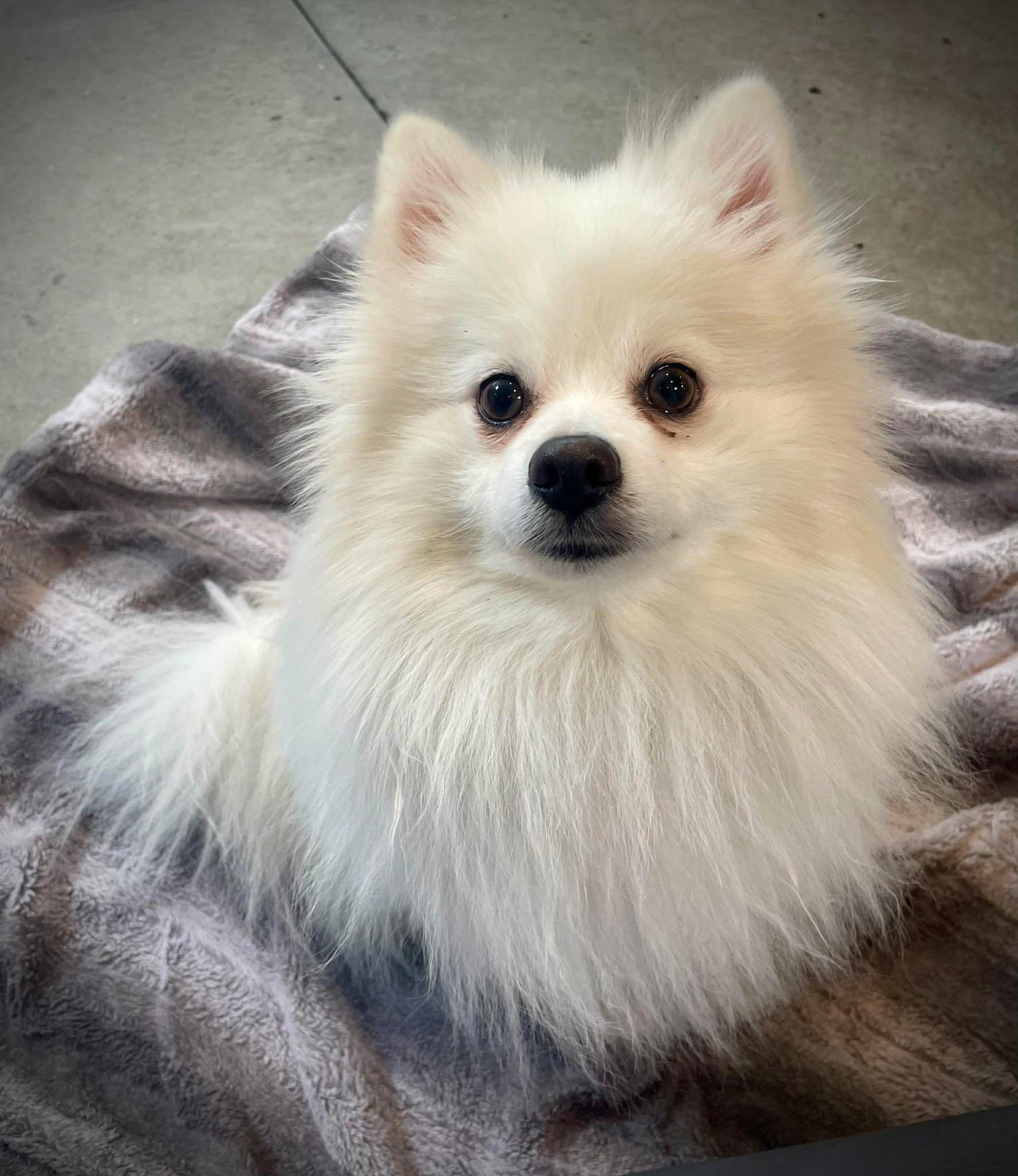 Enlarge Hash Brown, an adopted Pomeranian in Phoenix, AZ image 6/6