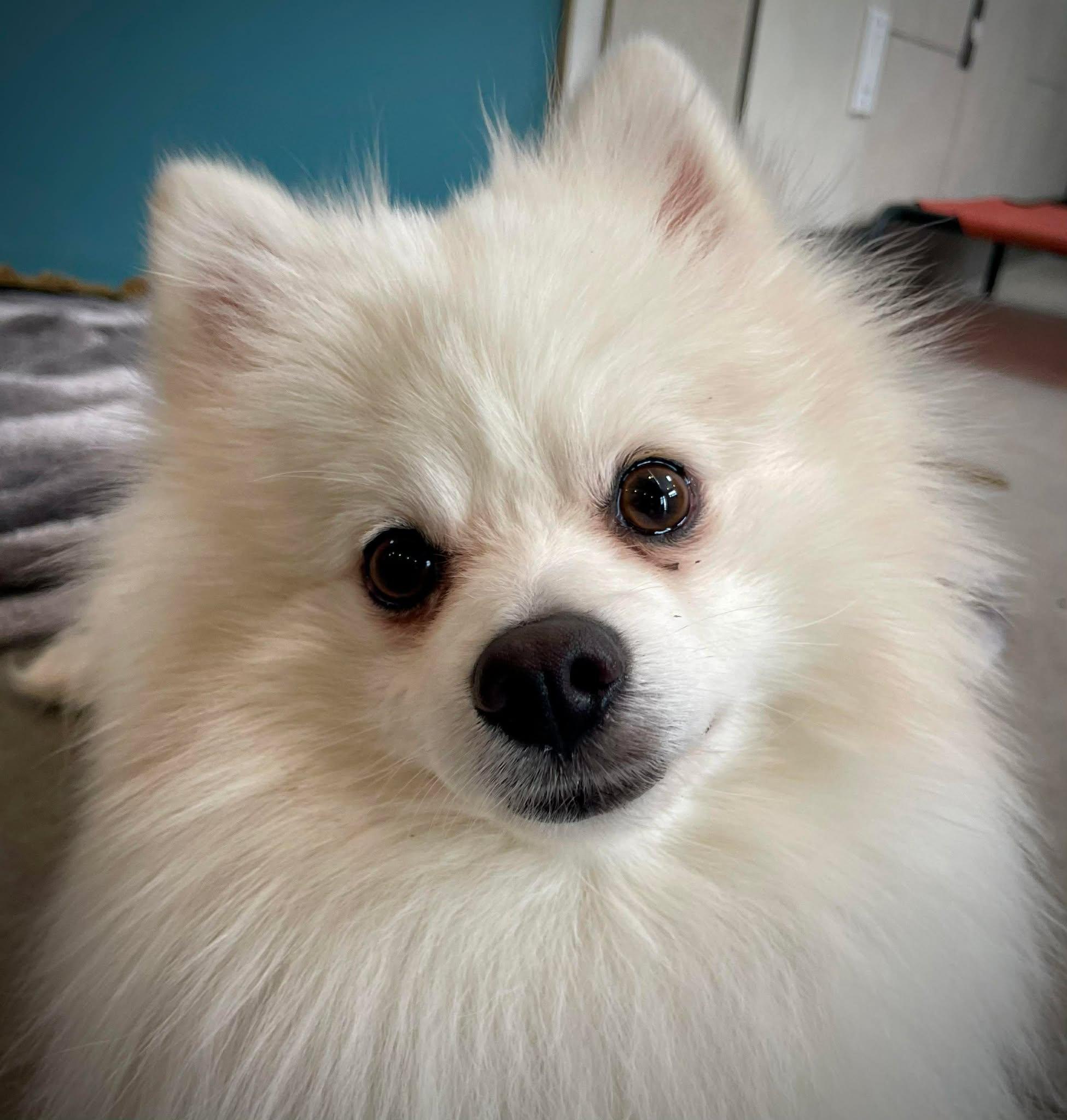 Enlarge Hash Brown, an adopted Pomeranian in Phoenix, AZ image 5/6