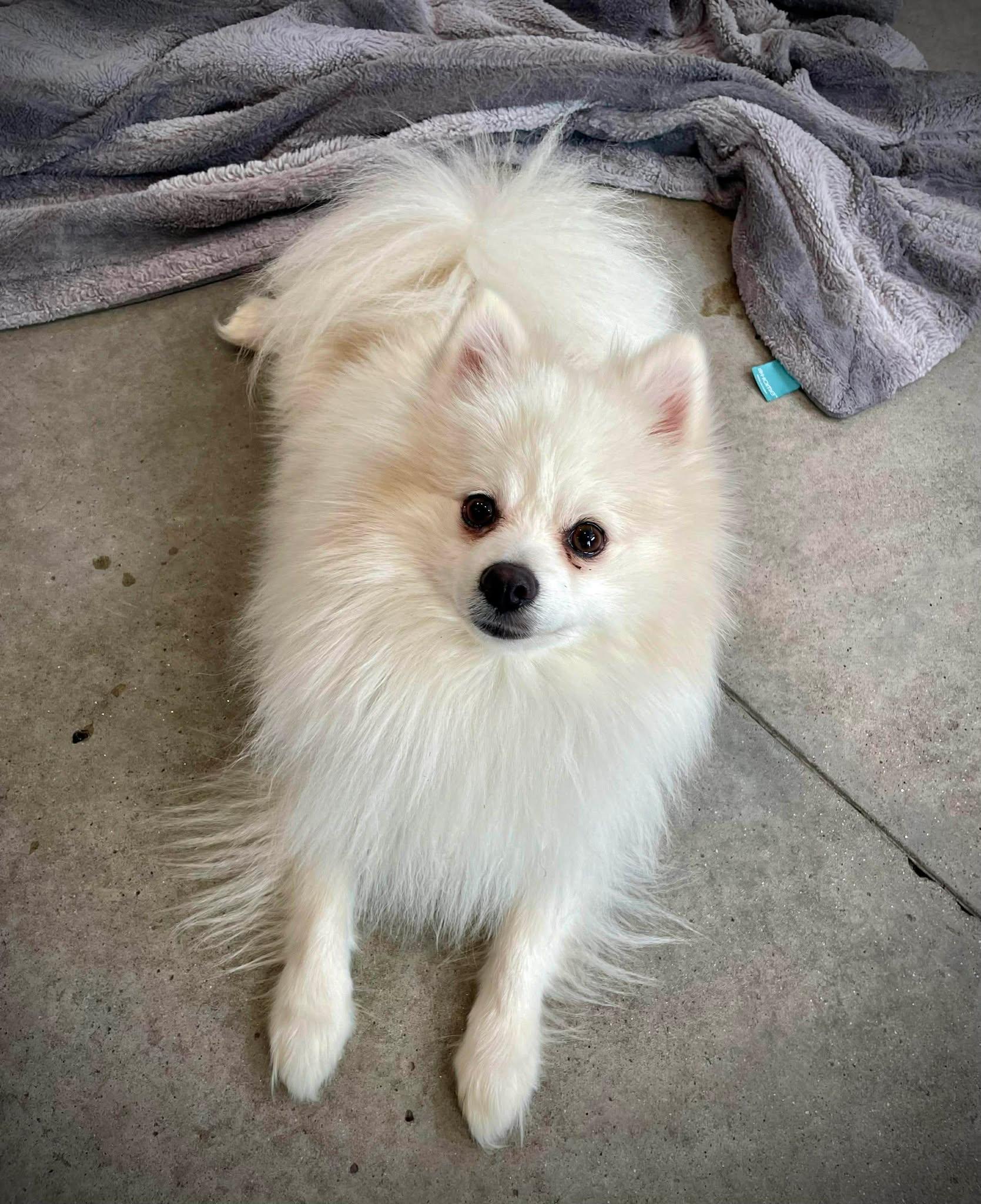 Enlarge Hash Brown, an adopted Pomeranian in Phoenix, AZ image 4/6