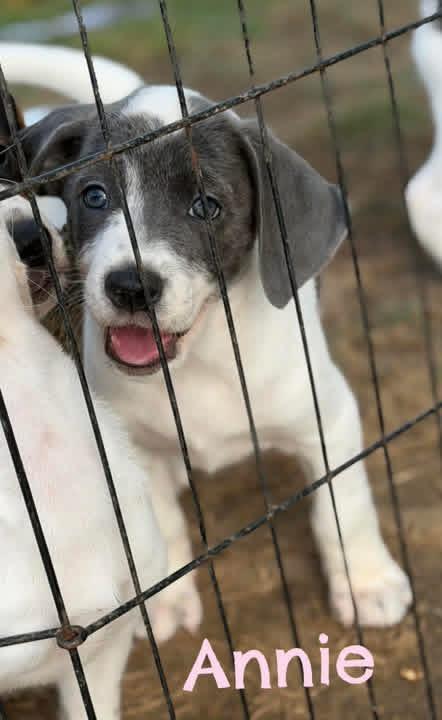 Annie, ADOPTABLE, Puppy Female Great Pyrenees & Labrador Retriever.