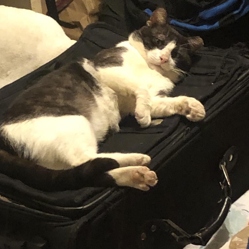 Yogi Bear, Adoptable, Adult Male Domestic Short Hair.