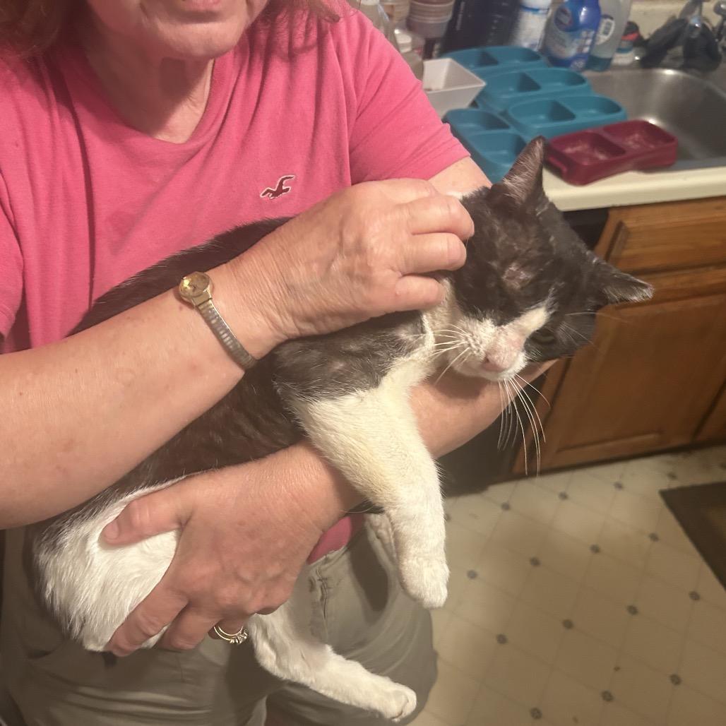 Enlarge Yogi Bear, a Adoptable Domestic Short Hair in League City, TX image 2/6