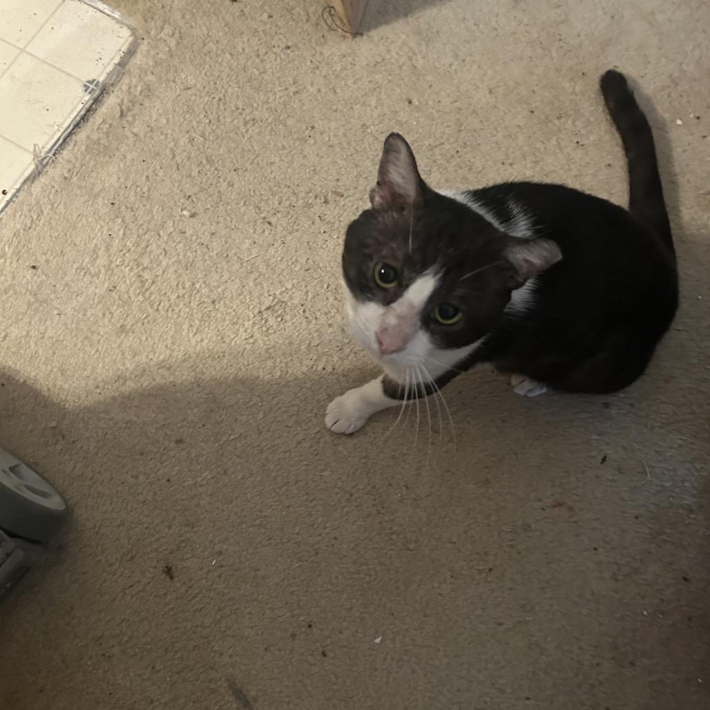 Enlarge Yogi Bear, a Adoptable Domestic Short Hair in League City, TX image 3/6