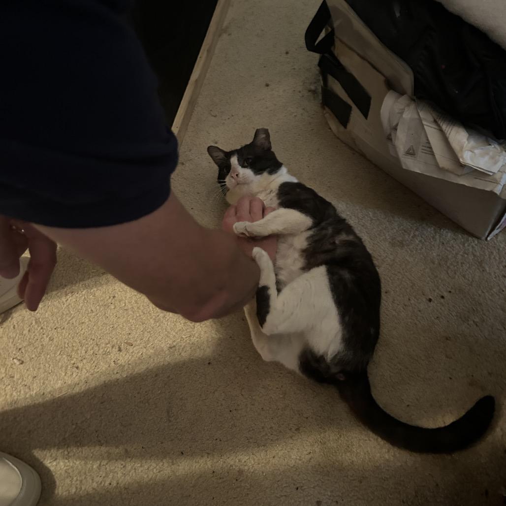 Enlarge Yogi Bear, a Adoptable Domestic Short Hair in League City, TX image 4/6