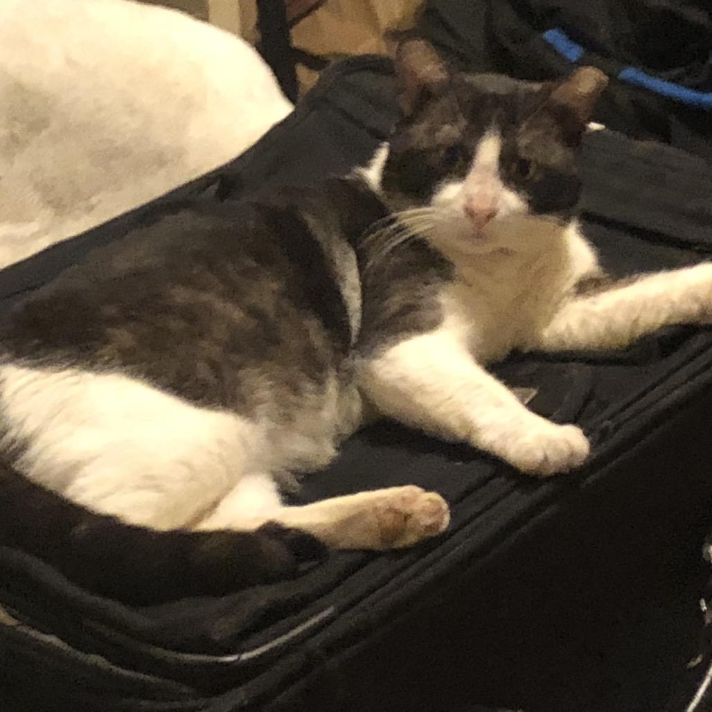 Enlarge Yogi Bear, a Adoptable Domestic Short Hair in League City, TX image 5/6