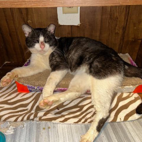 Enlarge Yogi Bear, a Adoptable Domestic Short Hair in League City, TX image 6/6